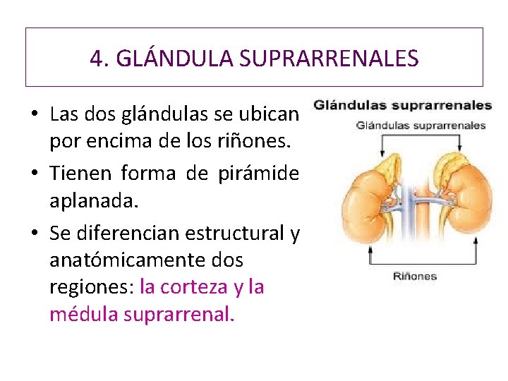 4. GLÁNDULA SUPRARRENALES • Las dos glándulas se ubican por encima de los riñones. 4. GLÁNDULA SUPRARRENALES • Las dos glándulas se ubican por encima de los riñones.