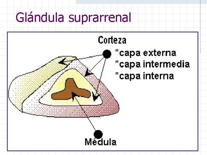 Glándula suprarrenal Glándula suprarrenal