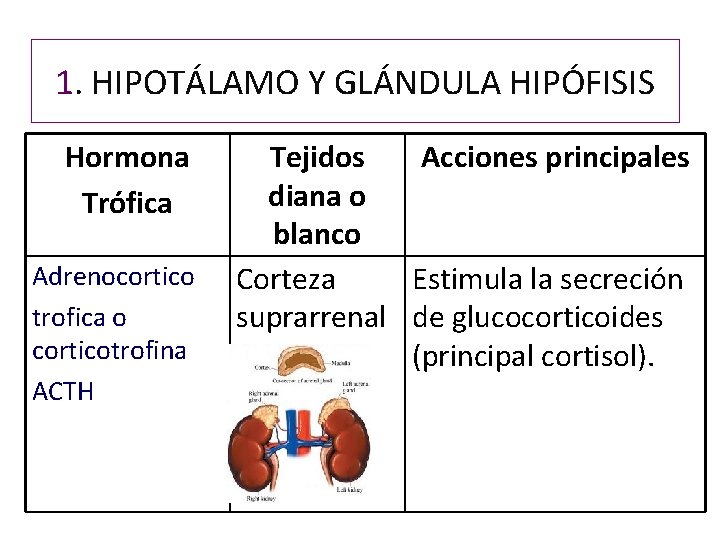 1. HIPOTÁLAMO Y GLÁNDULA HIPÓFISIS Hormona Trófica Adrenocortico trofica o corticotrofina ACTH Tejidos Acciones 1. HIPOTÁLAMO Y GLÁNDULA HIPÓFISIS Hormona Trófica Adrenocortico trofica o corticotrofina ACTH Tejidos Acciones