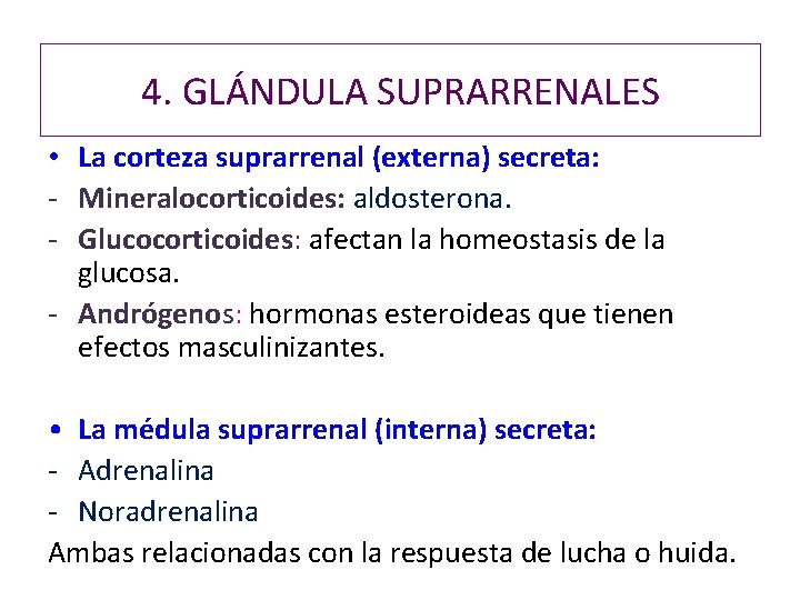 4. GLÁNDULA SUPRARRENALES • La corteza suprarrenal (externa) secreta: - Mineralocorticoides: aldosterona. - Glucocorticoides: 4. GLÁNDULA SUPRARRENALES • La corteza suprarrenal (externa) secreta: - Mineralocorticoides: aldosterona. - Glucocorticoides: