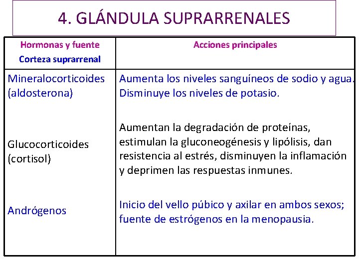 4. GLÁNDULA SUPRARRENALES Hormonas y fuente Corteza suprarrenal Acciones principales Mineralocorticoides (aldosterona) Aumenta los 4. GLÁNDULA SUPRARRENALES Hormonas y fuente Corteza suprarrenal Acciones principales Mineralocorticoides (aldosterona) Aumenta los