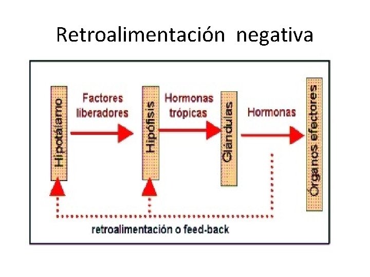 Retroalimentación negativa Retroalimentación negativa