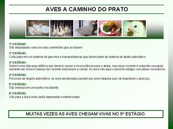 AVES A CAMINHO DO PRATO 1º ESTÁGIO: São despejadas como lixo dos caminhões que