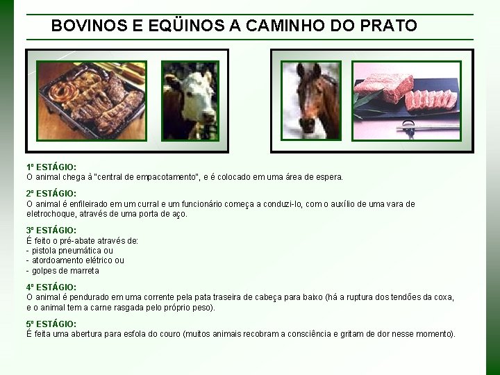 BOVINOS E EQÜINOS A CAMINHO DO PRATO 1º ESTÁGIO: O animal chega à "central