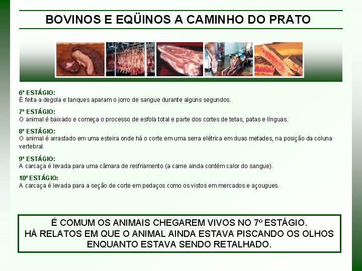 BOVINOS E EQÜINOS A CAMINHO DO PRATO 6º ESTÁGIO: É feita a degola e
