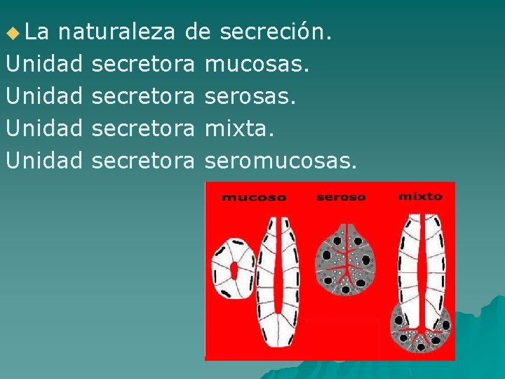 u La naturaleza de secreción. Unidad secretora mucosas. Unidad secretora serosas. Unidad secretora mixta.