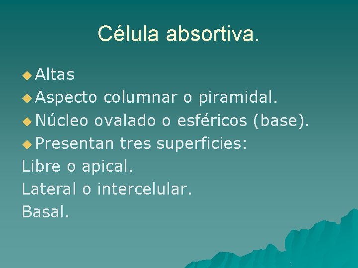 Célula absortiva. u Altas u Aspecto columnar o piramidal. u Núcleo ovalado o esféricos