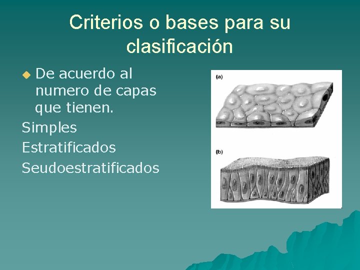 Criterios o bases para su clasificación De acuerdo al numero de capas que tienen.