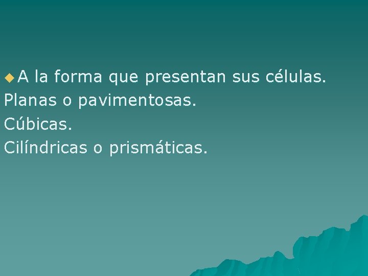 u. A la forma que presentan sus células. Planas o pavimentosas. Cúbicas. Cilíndricas o