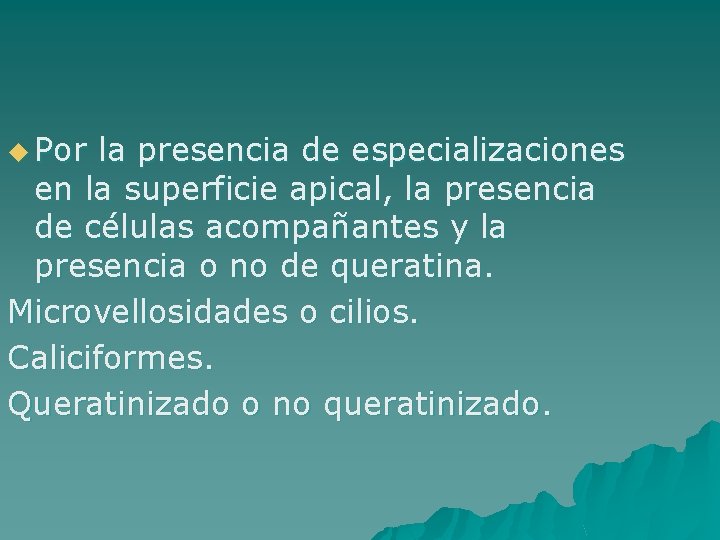 u Por la presencia de especializaciones en la superficie apical, la presencia de células