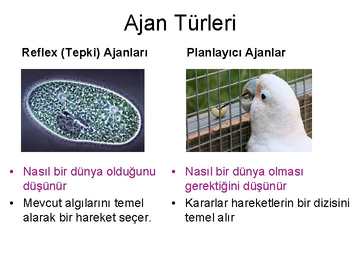 Ajan Türleri Reflex (Tepki) Ajanları • Nasıl bir dünya olduğunu düşünür • Mevcut algılarını