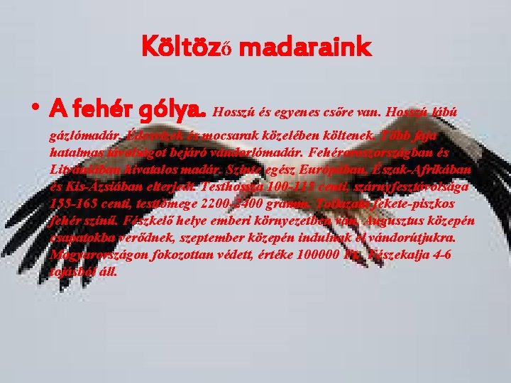 Költöző madaraink • A fehér gólya. Hosszú és egyenes csőre van. Hosszú lábú gázlómadár.