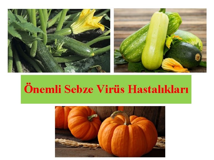 Önemli Sebze Virüs Hastalıkları 