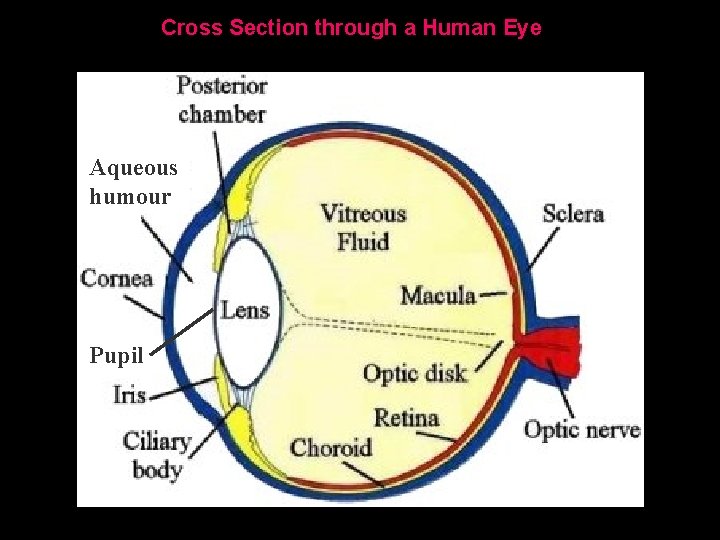 Cross Section through a Human Eye Aqueous humour Pupil 