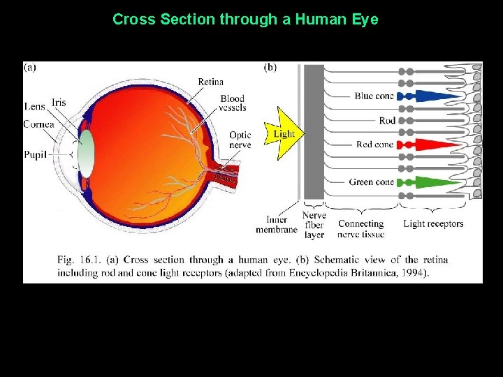 Cross Section through a Human Eye 