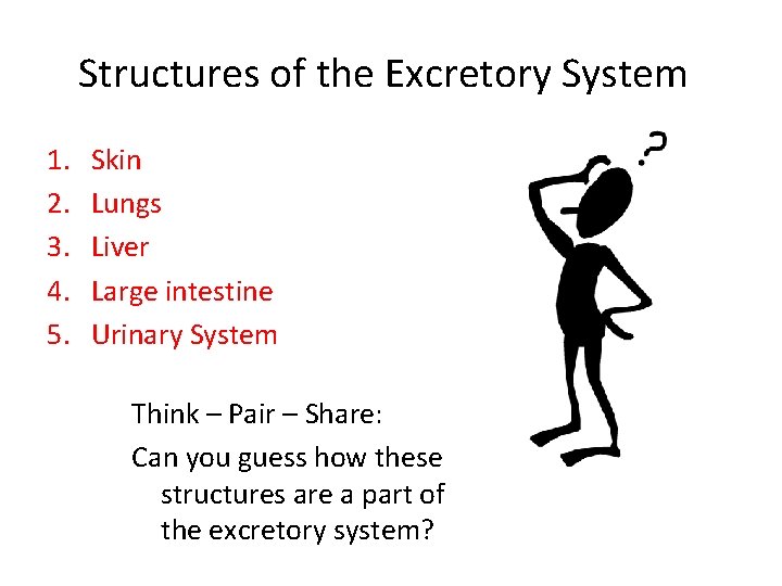 Structures of the Excretory System 1. 2. 3. 4. 5. Skin Lungs Liver Large