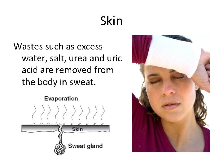 Skin Wastes such as excess water, salt, urea and uric acid are removed from