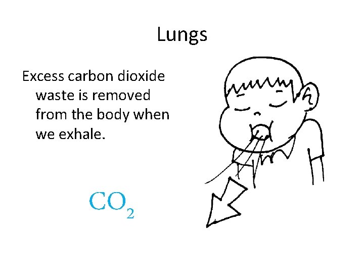 Lungs Excess carbon dioxide waste is removed from the body when we exhale. CO