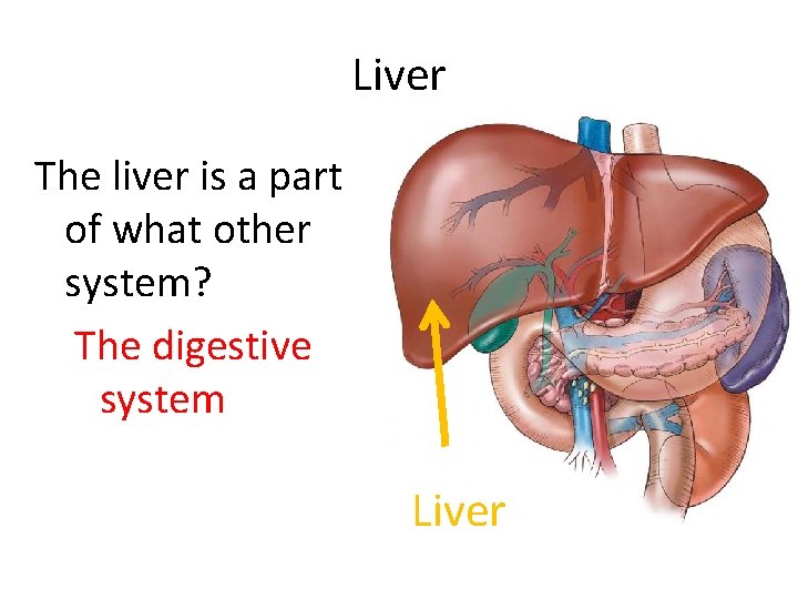 Liver The liver is a part of what other system? The digestive system Liver