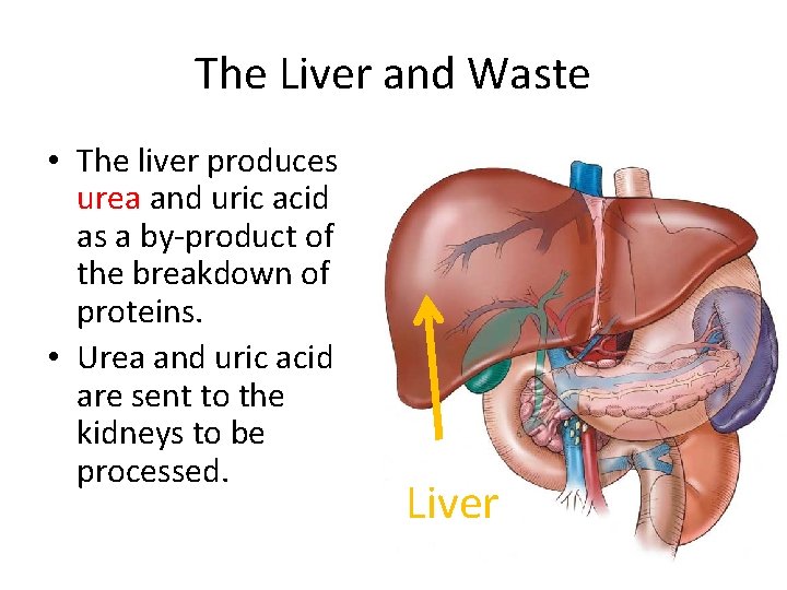 The Liver and Waste • The liver produces urea and uric acid as a