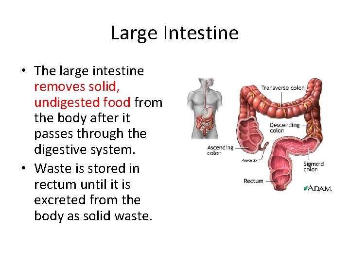 Large Intestine • The large intestine removes solid, undigested food from the body after