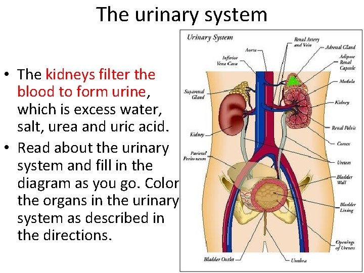 The urinary system • The kidneys filter the blood to form urine, which is