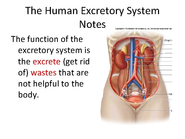 The Human Excretory System Notes The function of the excretory system is the excrete