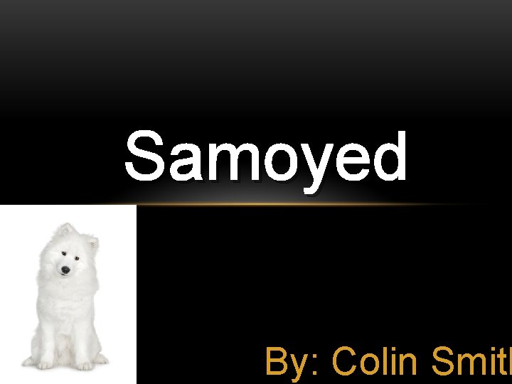 Samoyed By: Colin Smith 