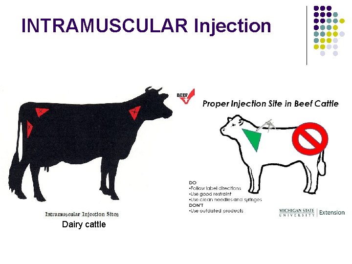 Diagnostic Sampling in Ruminants l Many diagnostic samples
