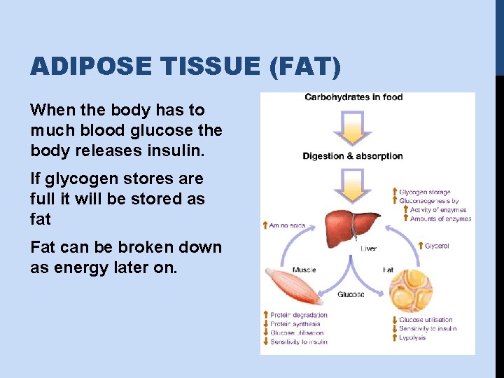 ADIPOSE TISSUE (FAT) When the body has to much blood glucose the body releases