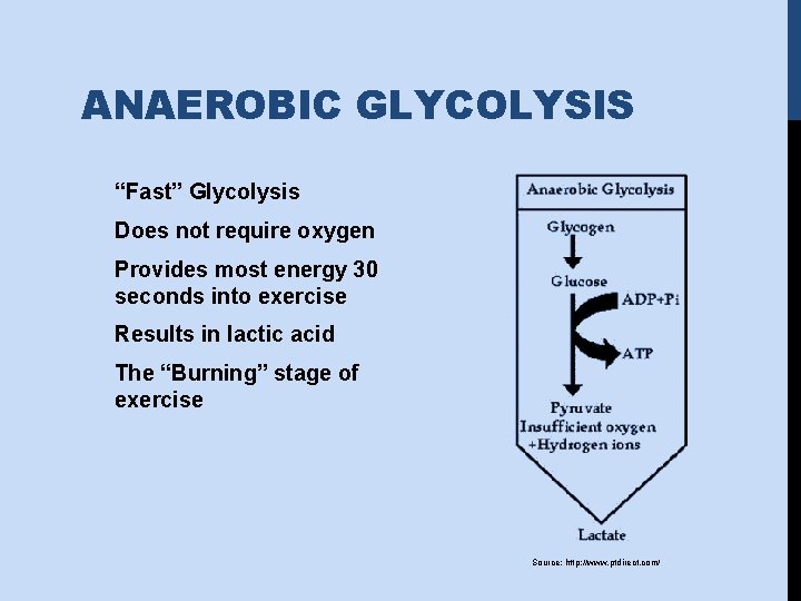 ANAEROBIC GLYCOLYSIS “Fast” Glycolysis Does not require oxygen Provides most energy 30 seconds into