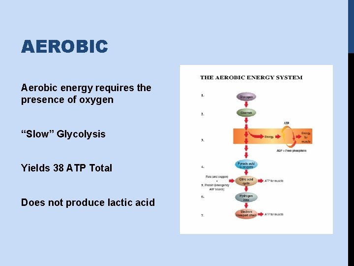AEROBIC Aerobic energy requires the presence of oxygen “Slow” Glycolysis Yields 38 ATP Total