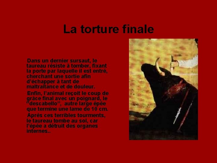 La torture finale Dans un dernier sursaut, le taureau résiste à tomber, fixant la