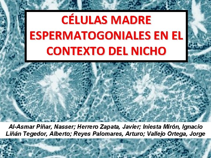 CÉLULAS MADRE ESPERMATOGONIALES EN EL CONTEXTO DEL NICHO Al-Asmar Piñar, Nasser; Herrero Zapata, Javier; CÉLULAS MADRE ESPERMATOGONIALES EN EL CONTEXTO DEL NICHO Al-Asmar Piñar, Nasser; Herrero Zapata, Javier;