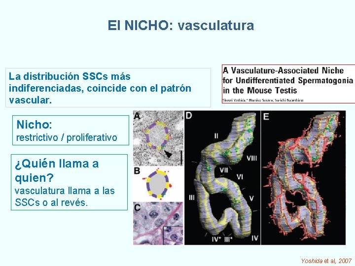 El NICHO: vasculatura La distribución SSCs más indiferenciadas, coincide con el patrón vascular. Nicho: