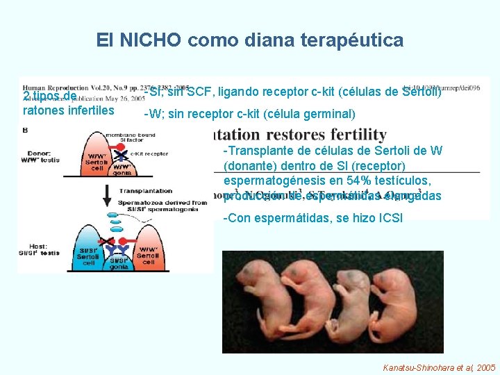 El NICHO como diana terapéutica 2 tipos de ratones infertiles -Sl; sin SCF, ligando El NICHO como diana terapéutica 2 tipos de ratones infertiles -Sl; sin SCF, ligando
