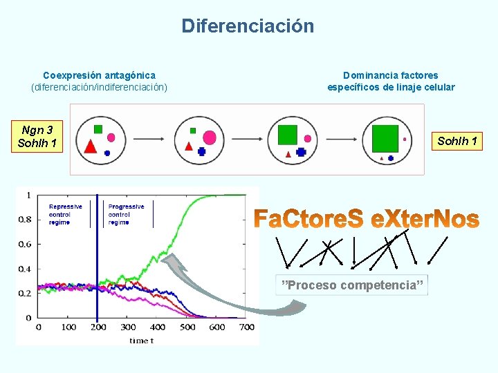 Diferenciación Coexpresión antagónica (diferenciación/indiferenciación) Dominancia factores específicos de linaje celular Ngn 3 Sohlh 1