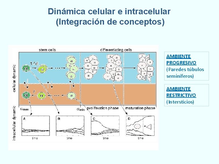Dinámica celular e intracelular (Integración de conceptos) AMBIENTE PROGRESIVO (Paredes túbulos seminíferos) AMBIENTE RESTRICTIVO