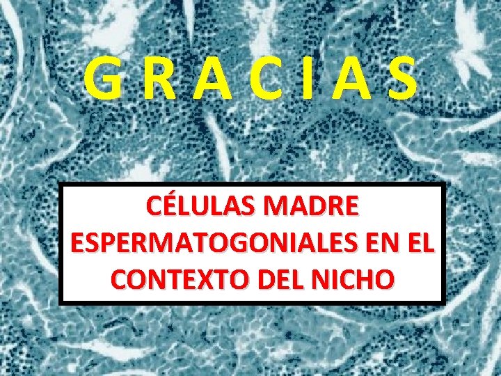 GRACIAS CÉLULAS MADRE ESPERMATOGONIALES EN EL CONTEXTO DEL NICHO 