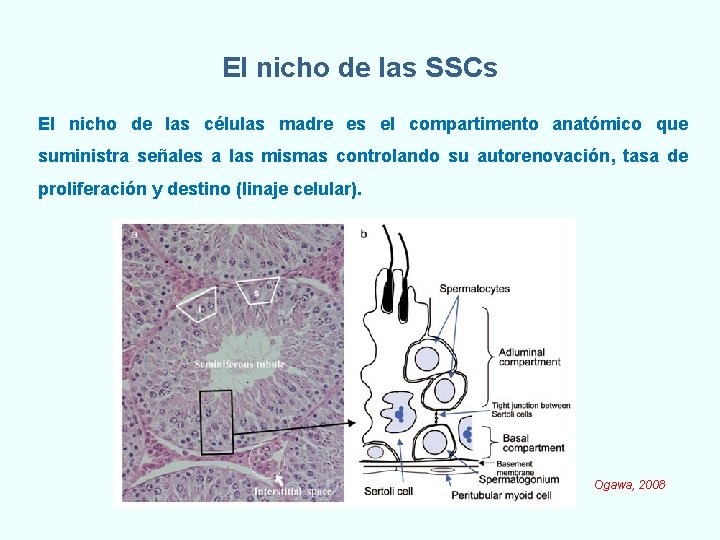 El nicho de las SSCs El nicho de las células madre es el compartimento