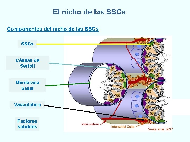 El nicho de las SSCs Componentes del nicho de las SSCs Células de Sertoli El nicho de las SSCs Componentes del nicho de las SSCs Células de Sertoli