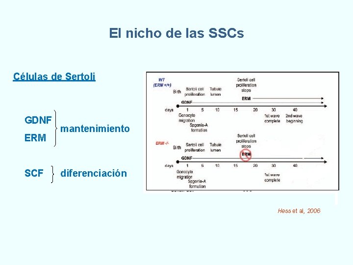 El nicho de las SSCs Células de Sertoli GDNF ERM SCF mantenimiento diferenciación Hess