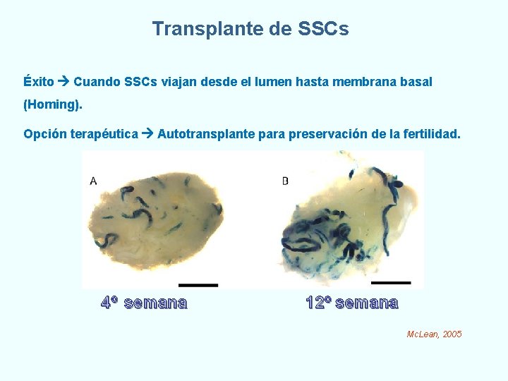 Transplante de SSCs Éxito Cuando SSCs viajan desde el lumen hasta membrana basal (Homing). Transplante de SSCs Éxito Cuando SSCs viajan desde el lumen hasta membrana basal (Homing).