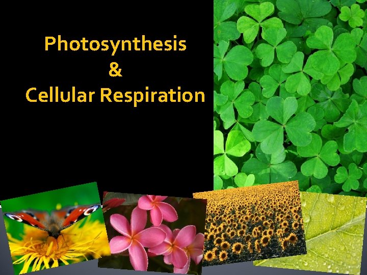 Photosynthesis & Cellular Respiration 