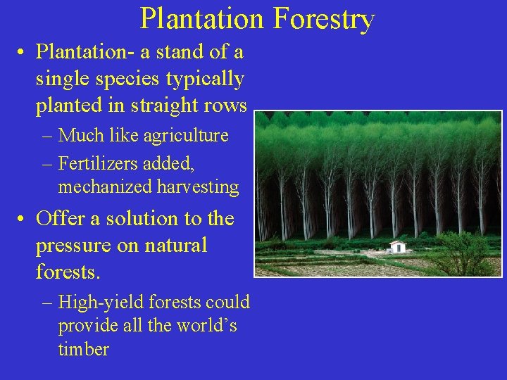Plantation Forestry • Plantation- a stand of a single species typically planted in straight