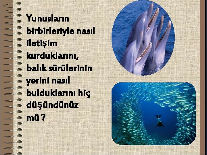 Yunusların birbirleriyle nasıl iletişim kurduklarını, balık sürülerinin yerini nasıl bulduklarını hiç düşündünüz mü ?