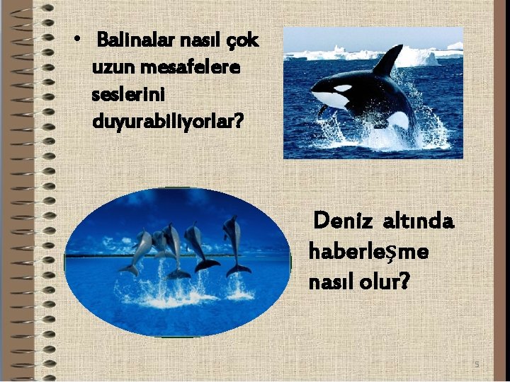  • Balinalar nasıl çok uzun mesafelere seslerini duyurabiliyorlar? Deniz altında haberleşme nasıl olur?