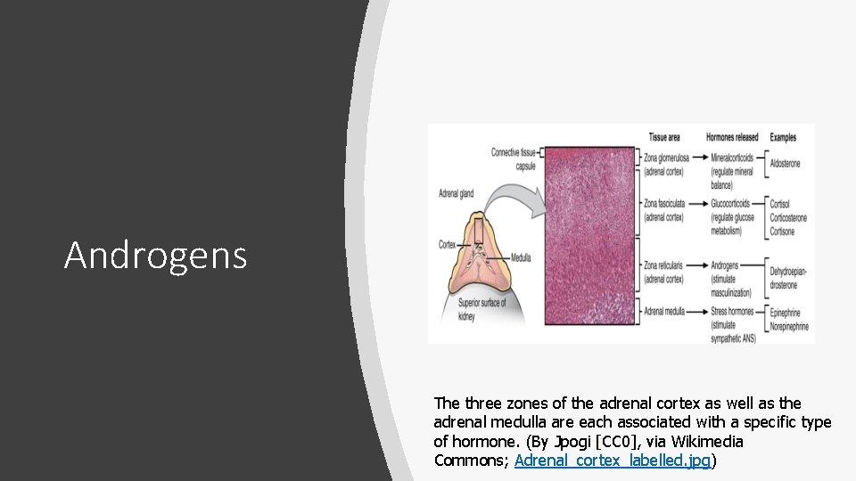 Androgens The three zones of the adrenal cortex as well as the adrenal medulla