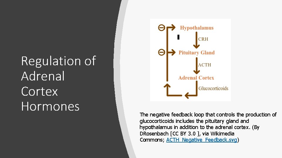 Regulation of Adrenal Cortex Hormones The negative feedback loop that controls the production of