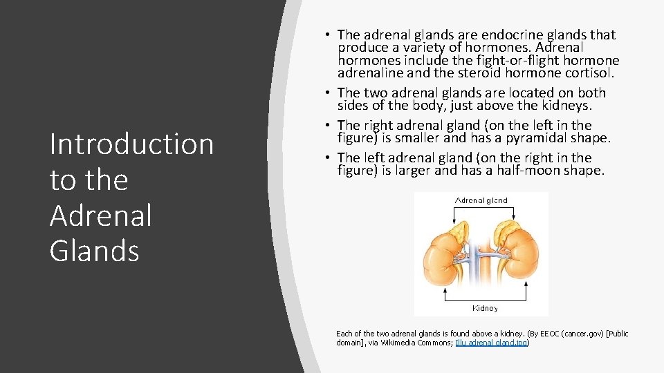 Introduction to the Adrenal Glands • The adrenal glands are endocrine glands that produce